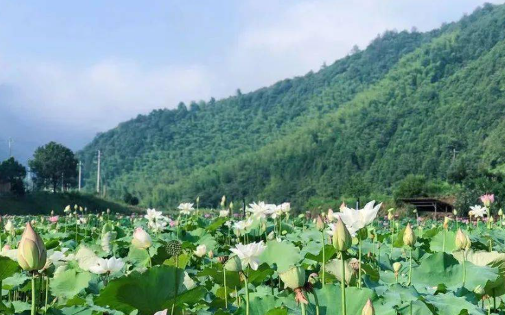 夏至节气到来，饮食方面需要注意什么<